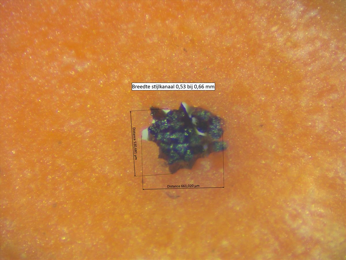 Rosa micrantha (door Jan Klinckenberg)